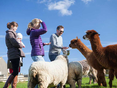 Tapnell Farm