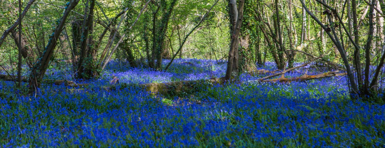 Blue Bells